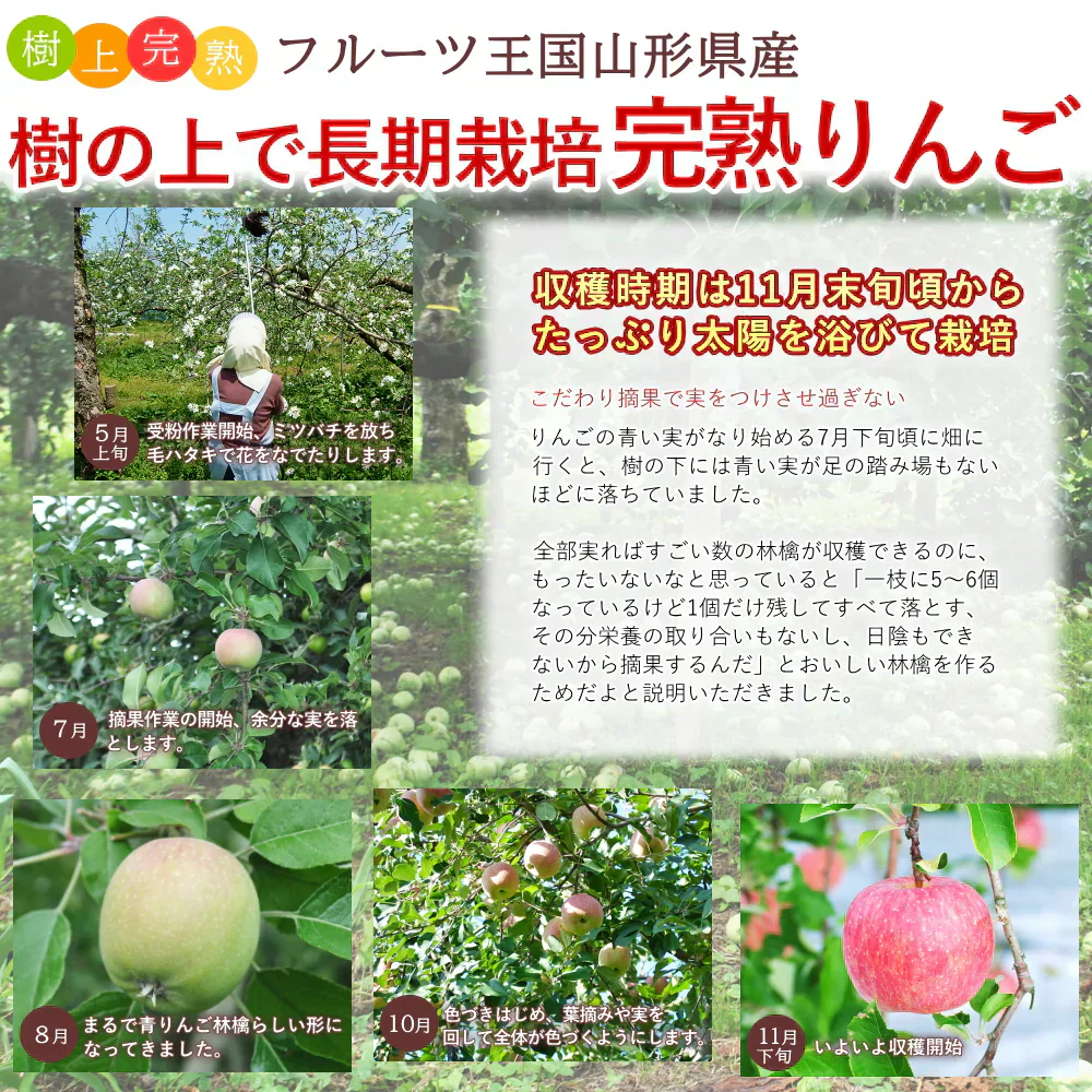 【12月上旬-下旬頃ご注文受付順次】サンふじ　りんご　約10kg箱　24-40玉前後　樹上完熟りんごを産地直送