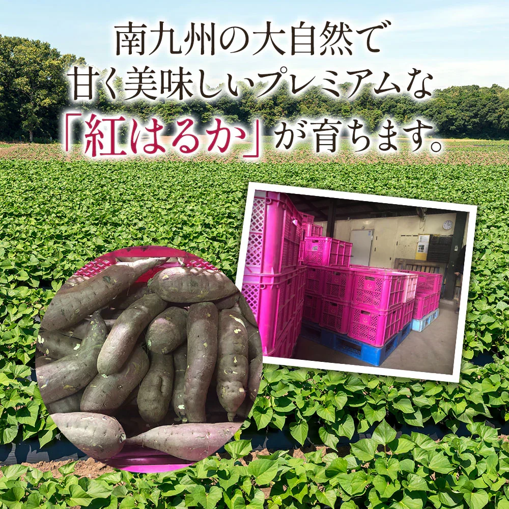 紅はるか さつまいも 5kg 産地直送 産直 土付き さつま芋 薩摩芋 焼きいも 焼き芋 石焼き芋 芋 いも イモ 南九州産  FJK-000