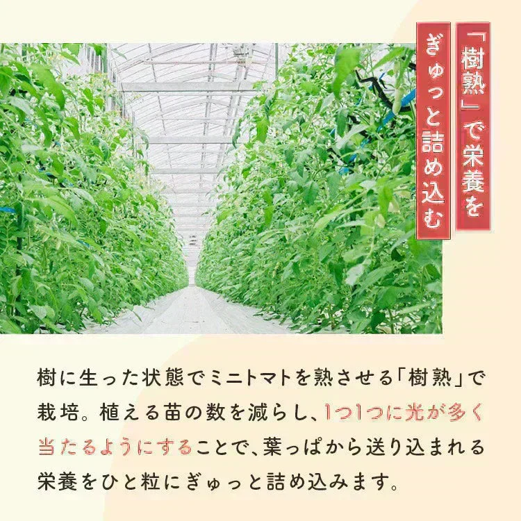 【10営業日以内に順次発送】家族の笑顔が広がる完熟ミニトマト「トマランタン」250g  （150g＋補償分100g）（補償分以上の不良は交換対応可能）　最低230g保証【カウシェファーム収穫対象商品】