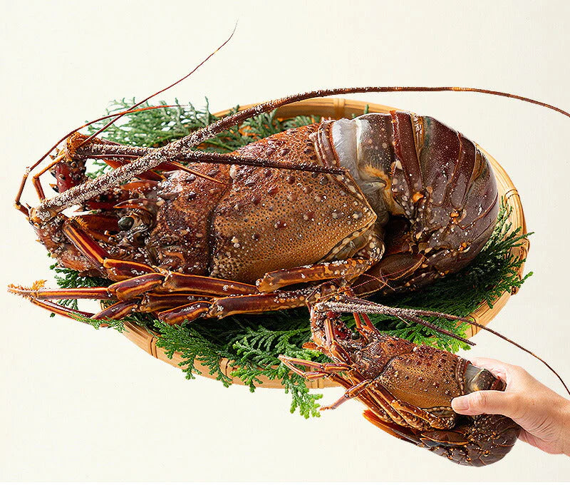 伊勢海老 千葉県産 外房イセエビ 特大サイズ600g×1尾 刺身 冷凍 伊勢エビ 伊勢えび えび エビ 海鮮 魚介 プリプリ 濃厚 グルメ 贈り物 ［送料無料］ 母の日 プレゼント ギフト  母の日思いの 健康 実用的 父の日 子供 孫