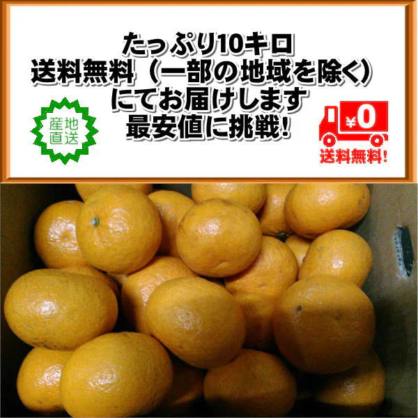 甘夏 訳あり 箱込10kg（9kg+保証分500ｇ）熊本産