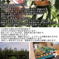 福島県産 梨 なし 2kg箱 ★秀品★品種おまかせ