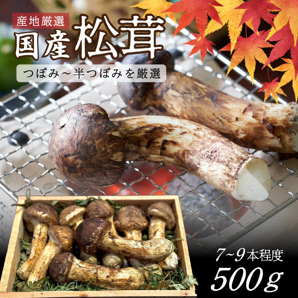 ＜11月下旬まで＞国産 松茸 約500g 木箱入り 長野県産（または岩手・宮城県産）最高級 天然 検査済 つぼみ まつたけ マツタケ キノコ きのこ ギフト 贈答 贈答品 野菜ギフト ご贈答用 即発送