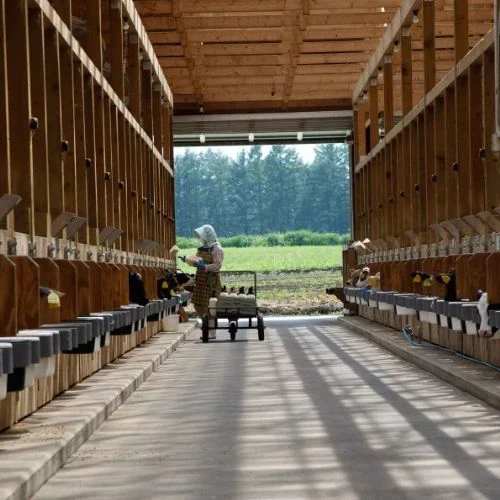 北海道とかち清水町産　牧舎なごみ　牧場育ちのきくいも茶　/スーパーフード/北海道産/健康志向/コレステロール/人気 / 北海道 / 送料無料 /  菊芋 /  きくいも /キクイモ / おつまみ / ダイエット /菊芋茶 /国産 / 十勝