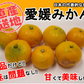 【最安値挑戦祭】みかん 訳あり 送料無料 5kg B品 愛媛 みかん 温州みかん ミカン 蜜柑 安い 甘い 箱買い 産地直送 愛媛県産 YDF-001