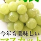 福島県産 秀品 シャインマスカット 大房２房セット
