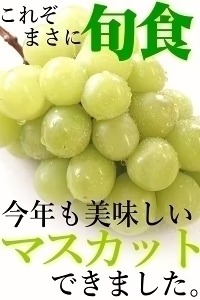 福島県産 秀品 シャインマスカット 大房２房セット
