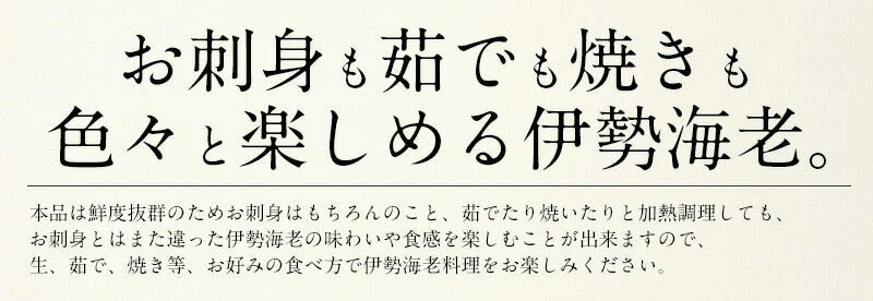 伊勢海老 千葉県産 外房イセエビ 特大サイズ600g×1尾 刺身 冷凍 伊勢エビ 伊勢えび えび エビ 海鮮 魚介 プリプリ 濃厚 グルメ 贈り物 ［送料無料］ 母の日 プレゼント ギフト  母の日思いの 健康 実用的 父の日 子供 孫