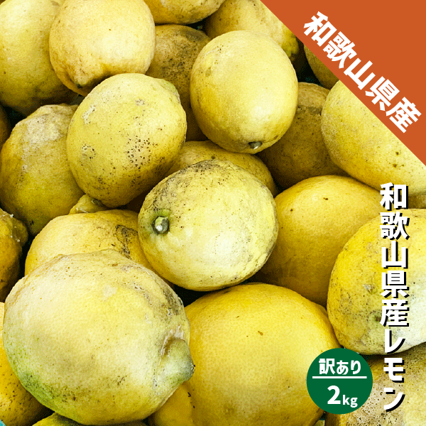 和歌山県産 減農薬 レモン 黄色 約2kg 国産レモン 防腐剤・ワックス不使用 訳あり 紀の川市 数量限定