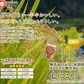 【おためし・普段使いにも】小分けで便利！米 無洗米 送料無料 九州産「心」 4kg(2kg×2)令和5年 九州産
