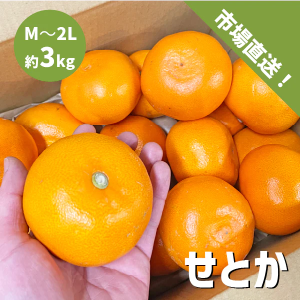国産 せとか 約3kg 愛媛県 和歌山県 秀品 ギフト 贈答 セトカ みかん 柑橘