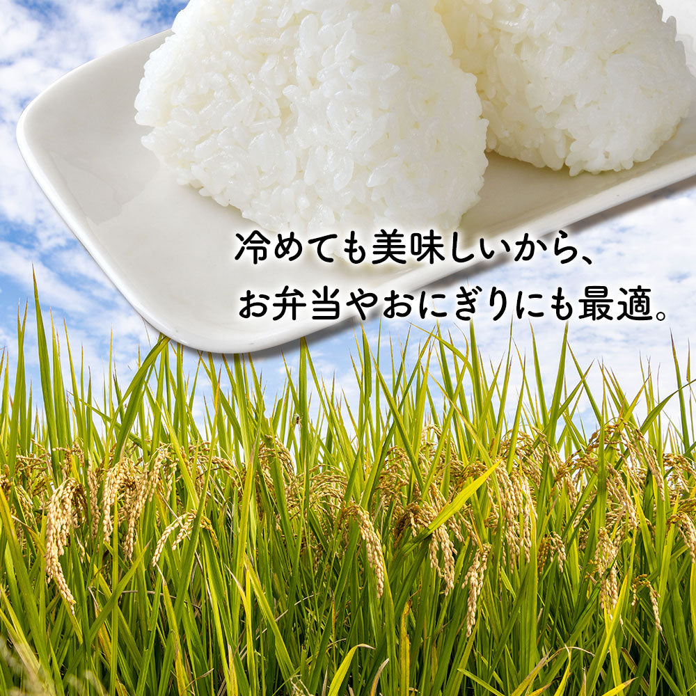 米 5kg 雪若丸 精米 山形県産 送料無料 令和6年産 ギフト 単一原料米 ブランド米 こめ コメ 白米 産地直送 kkb-005