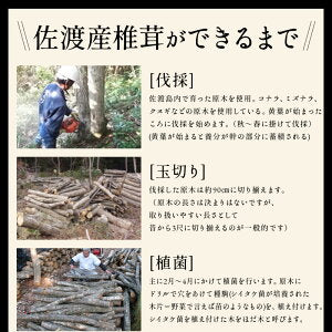 原木しいたけ 椎茸 肉厚 完全無農薬栽培 新潟県 佐渡産 60g