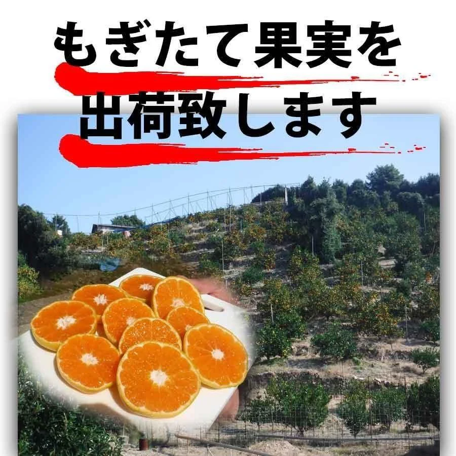 河内晩柑 1.5キロ 和製グレープフルーツ ブランド 和歌山みかん 農家直送 人気 規格外 柑橘類 フルーツ 果物 みかん 訳あり