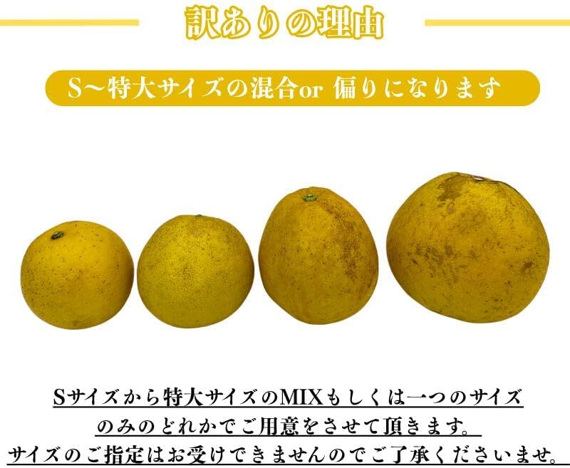 [みさわのやさい] 河内晩柑 訳あり 10kg かわちばんかん 晩柑 愛媛県産 ご家庭用 スレ 汚れ 黒点あり