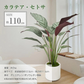 フェイクグリーン 「カラテア・セトサ」 観葉植物 大型 人工観葉植物 リアル フェイク グリーン インテリア 飾り用 撮影用 部屋飾り 造花 お祝い プレゼント おしゃれ