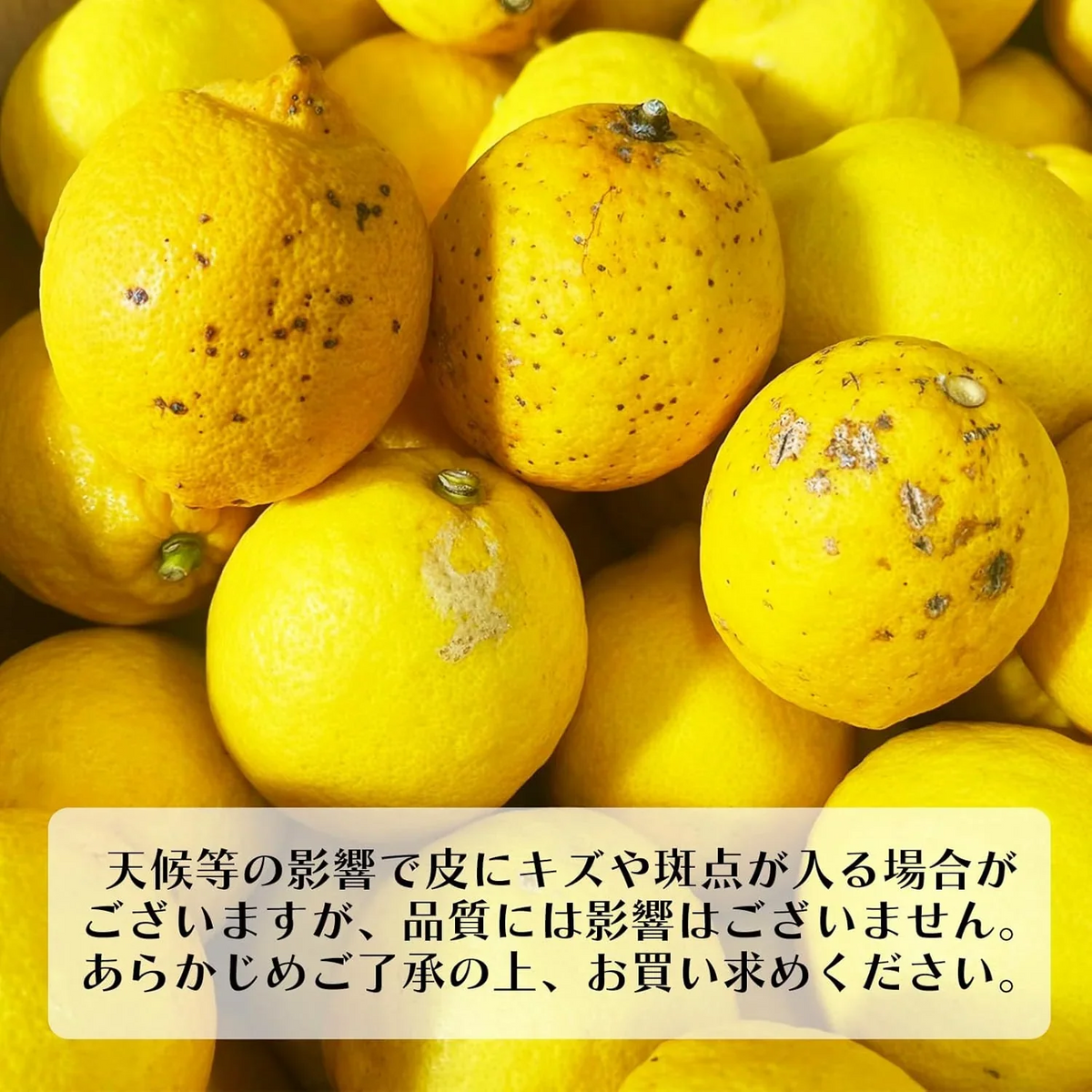 [みさわのやさい]  国産 レモン  訳あり 1kg 皮まで食べられる ノーワックス 防腐剤 防カビ剤 不使用
