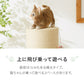 (綿縄巻き)爪とぎ ポール 自立型 スタンド 極太 麻 綿 麻タイプ 綿タイプ 高さ82cm 幅40cm 奥行40cm おしゃれ ナチュラル シンプル かわいい 爪とぎポール つめとぎ 爪研ぎ 爪とぎスタンド 爪磨き ストレス解消
