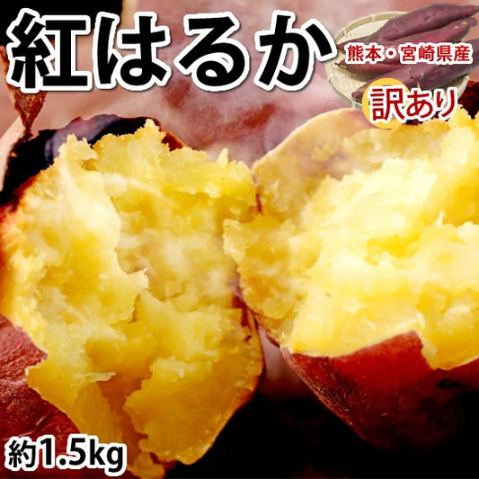 【10月中旬～下旬頃より順次出荷】紅はるか べにはるか 訳あり 1.5kg 送料無料 お取り寄せ さつまいも 熊本県産 サツマイモ 紅蜜芋 焼き芋 芋 いも