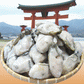 【超得ハイパーSALE】カキ かき 牡蠣 広島 1kg 冷凍 牡蠣(かき)特大 1kg (正味量約850g)×1袋 広島産/広島県産  送料無料 カキフライ バーベキュー 材料 BBQ 鍋 鍋セット ヘルシー  日時指定不可