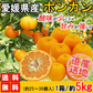 ポンカン 愛媛 箱買い 5kg 送料無料 ご家庭用 サイズミックス みかん 蜜柑 産地直送 愛媛県産 YDF-002