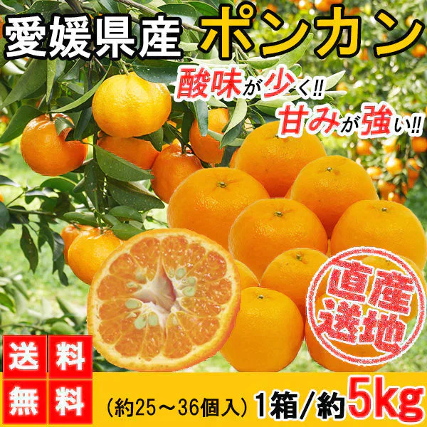 ポンカン 愛媛 箱買い 5kg 送料無料 ご家庭用 サイズミックス みかん 蜜柑 産地直送 愛媛県産 YDF-002