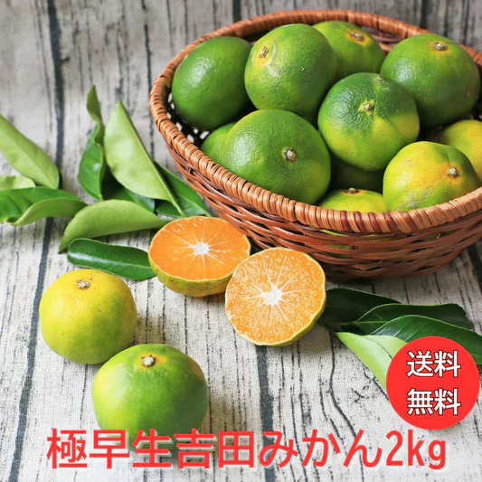 【予約販売　9/24以降発送】みかん　極早生　2ｋｇ　ｆ極０2　家庭用　サイズ込（2S～2L）　愛媛　吉田みかん　果物　フルーツ　柑橘