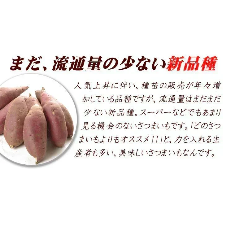 さつまいも 5kg シルクスイート 熊本産 蜜芋【2026年12月上旬より発送予定】