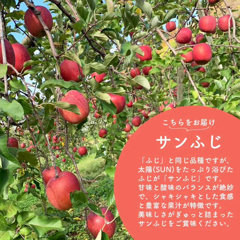 【ご予約順に発送中！】 ＼岩渕さんちの／ 青森県産 訳あり サンふじ ご家庭用 約10kg 林檎 りんご リンゴ 訳アリ 家庭用 青森 青森産 ふじ