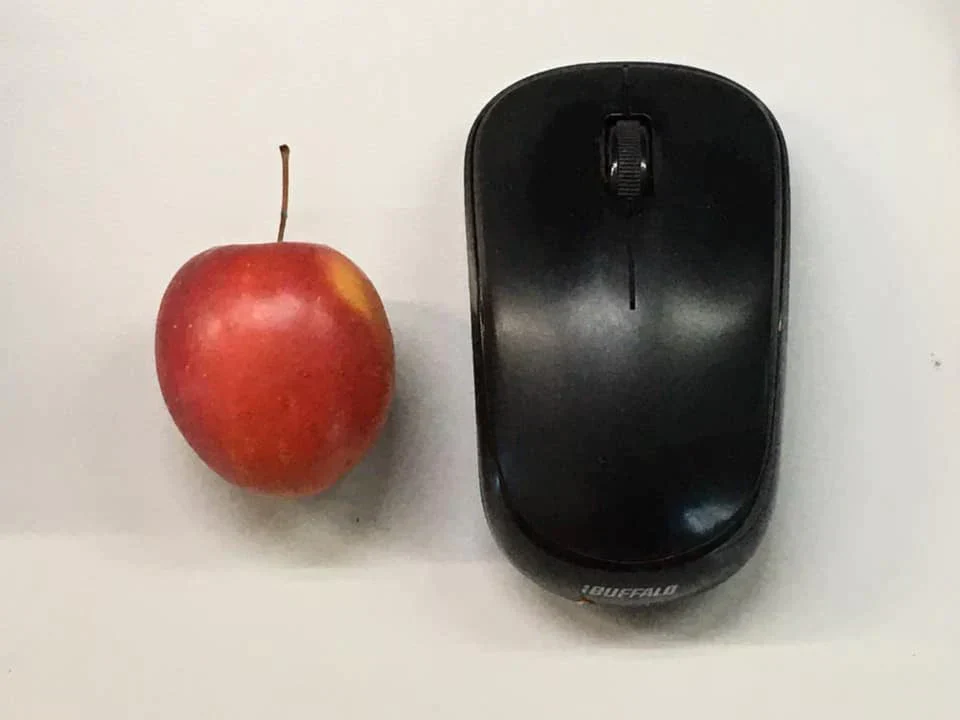 青森りんご ミニふじあおもり乙女 送料込 小さくかわいいリンゴ食べきりサイズ 家庭用訳あり１㎏約20個入甘味がありシャキシャキ！【6039】
