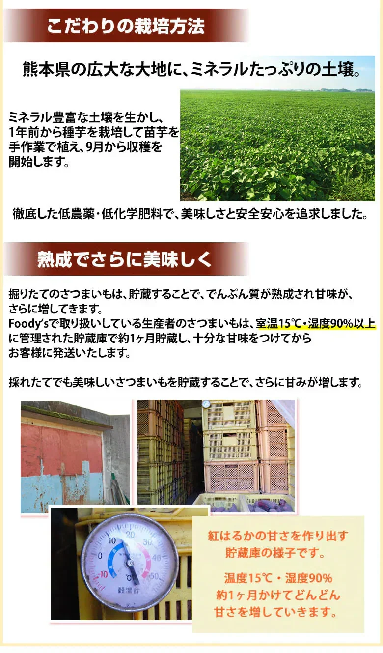 【10月中旬～下旬頃より順次出荷】さつまいも 紅はるか 訳あり 10kg 箱込（内容量9kg＋不良補償分500g) 送料無料 無選別 べにはるか 熊本・宮崎県産 サツマイモ 紅蜜芋 焼き芋 芋 いも