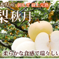【9月中旬～下旬頃より順次出荷】梨 秋月 送料無料 秀品 約3kg 6〜10玉 熊本県産 お取り寄せ フルーツ ナシ なし 幸水 秋月 新高