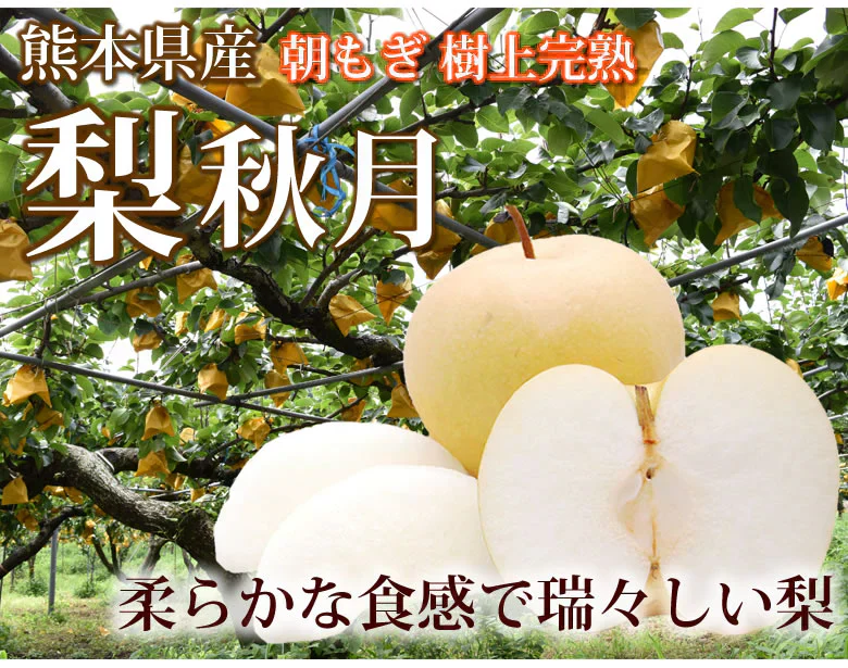 【9月中旬～下旬頃より順次出荷】梨 秋月 送料無料 秀品 約3kg 6〜10玉 熊本県産 お取り寄せ フルーツ ナシ なし 幸水 秋月 新高