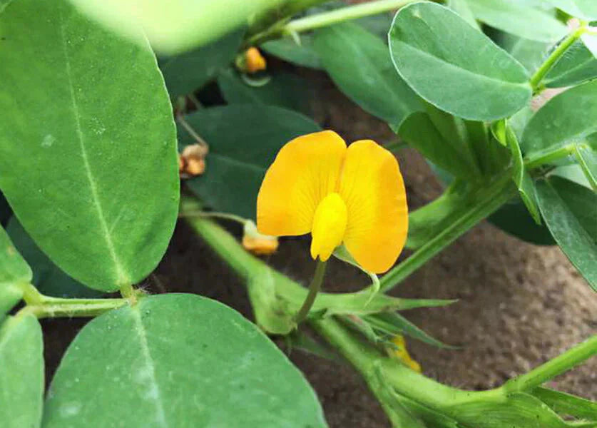 調理前生落花生 最高級品種 千葉半立　むき実 260g