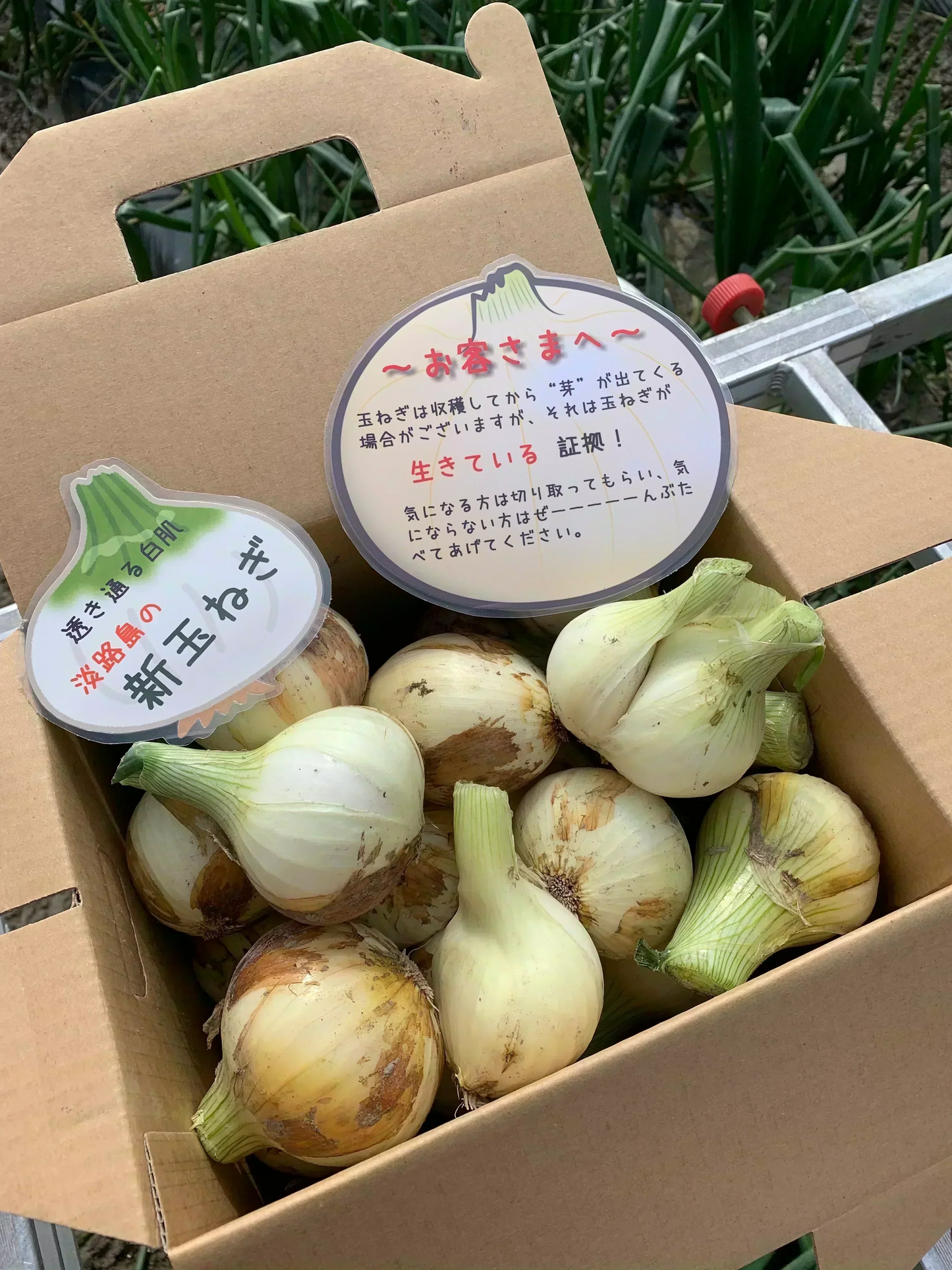 感謝祭❣️新玉ねぎ4kg🧅シャーロットオニオン🧅淡路島極熟玉葱🧅