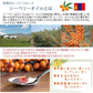 豊生エルス 90粒◆ サプリ　健康食品 栄養補助食品 サプリメント 植物由来オイル 健康 ビタミンE オメガ7 シーベリー オメガ3 α-リノレン酸 パルミトレイン酸 コリン 豊生大豆レシチン倶楽部