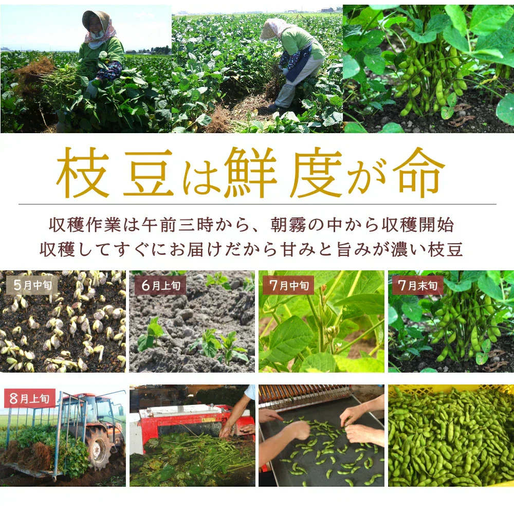 【8月中旬～下旬頃発送】山形 セレクション だだちゃ豆 1kg 枝豆 豆 まめ えだまめ 有機肥料栽培 低農薬栽培
