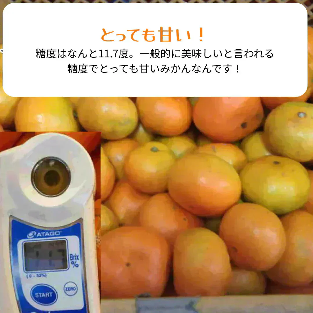 熊本産 みかん 訳あり 約1.5kg ご家庭用 60サイズ　送料無料 【9月中旬～10月下旬頃発送予定】