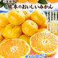 みかん　熊本産　おいしいみかん　5kg　サイズおまかせ　ご家庭用（発送予定：11月中旬より）