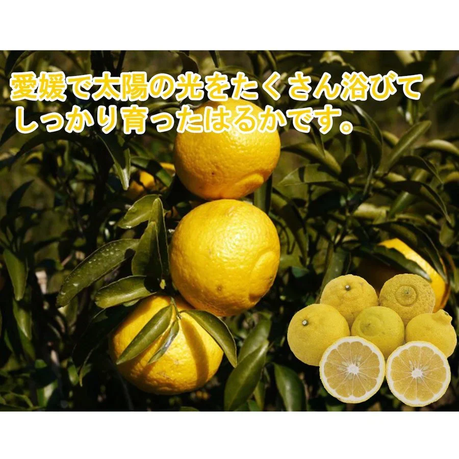 はるか みかん 訳あり 5kg 送料無料 ご家庭用 箱買い B品 サイズミックス 柑橘 フルーツ 産地直送 愛媛県産 YDF-005