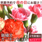 【遅れてゴメン母の日ギフト順次発送】鉢植え カーネーション 4号鉢 ラッピング母の日カード付き！カーネーション（ピンク系又はレッド系）の鉢植えをお届け