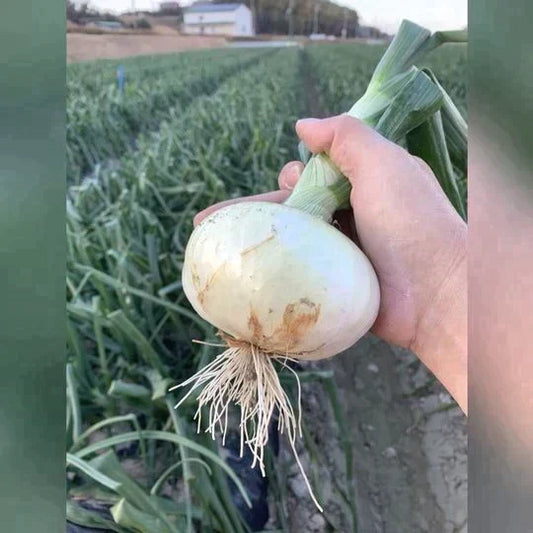 訳あり新玉ねぎ3kg🧅シャーロットオニオン今が旬 淡路島極熟玉葱 送料無料 たまねぎ タマネギ