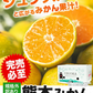 産地直送 熊本県産 みかん 訳あり 送料無料 熊本ミカン 大玉 小玉 不選別 規格外 果物 柑橘 九州 訳アリ 蜜柑 みかん 3-7営業日以内に発送予定（土日祝除く）