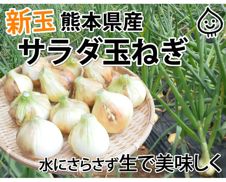 玉ねぎ サラダ玉ねぎ 10kg 送料無料 新玉 S～L 熊本県産 玉葱 たまねぎ 野菜