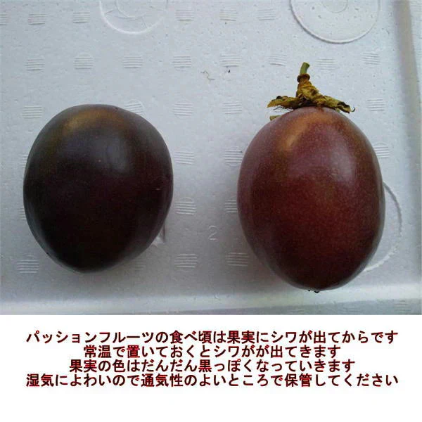 【6月中旬～7月下旬発送】【熊本産】パッションフルーツ 約1kg（約9～15玉）清田さんのパッションフルーツ 60サイズ