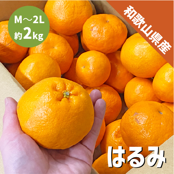 和歌山県産 はるみ 約2kg 和歌山 はるみみかん ギフト 自宅用 贈答 柑橘