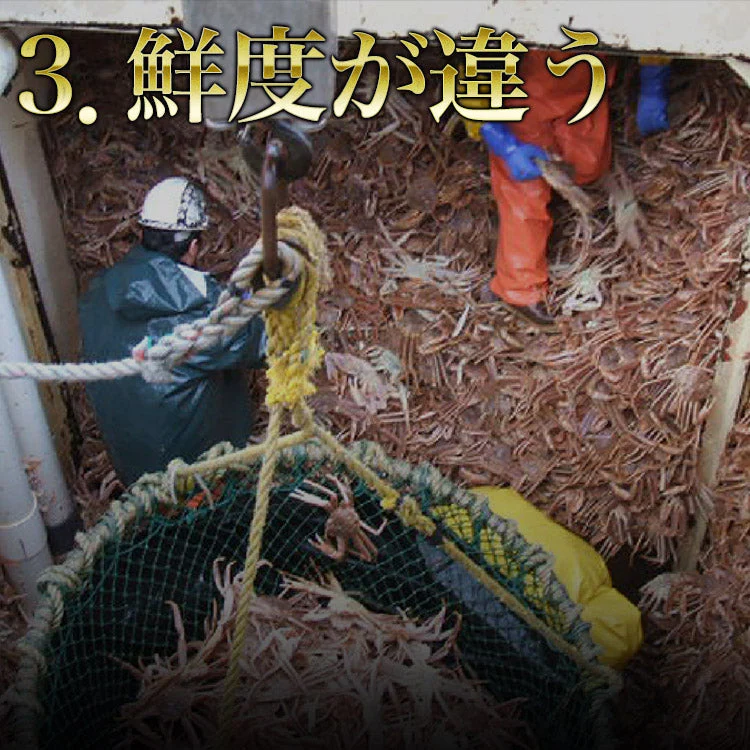【タイムセール】超特大 ボイル ずわい蟹 5kg 蟹 ボイルズワイガニ 蟹（ カニ かに ）鍋 業務用 大盛り ズワイガニ 訳あり 食べ放題 カニ 訳あり 蟹脚 送料無料 お取り寄せグルメ 食品