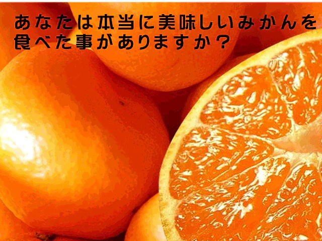 しおみかん  5kg みかん 熊本産 訳あり ご家庭用 80サイズ