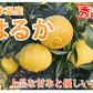 はるか みかん 送料無料 秀品 5kg S～2L 平成生まれの品種 はるかみかん ミカン 蜜柑