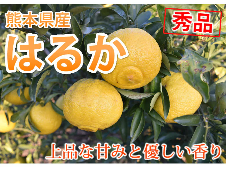 はるか みかん 送料無料 秀品 5kg S～2L 平成生まれの品種 はるかみかん ミカン 蜜柑
